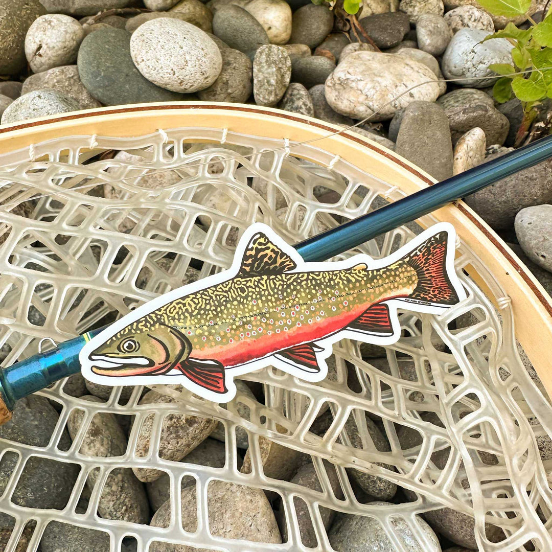 Trout Species Series - Brook Trout Sticker